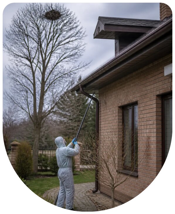 Профессиональная защита от сорок и их отпугивание в Сергиеве Посаде